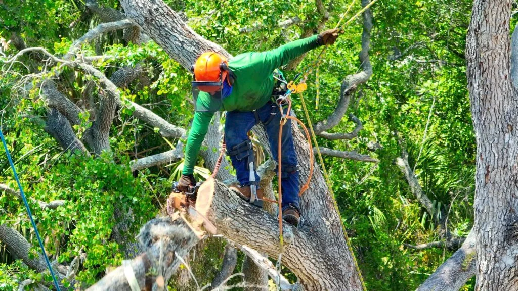 Why does tree pruning contribute to long-term growth?